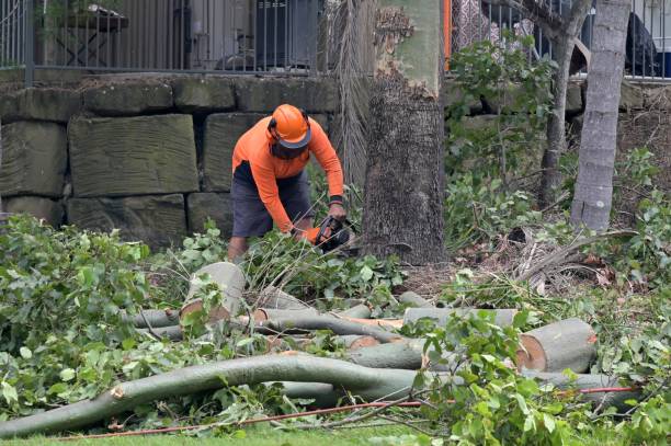 Best Stump Grinding Near Me  in Tehaleh, WA